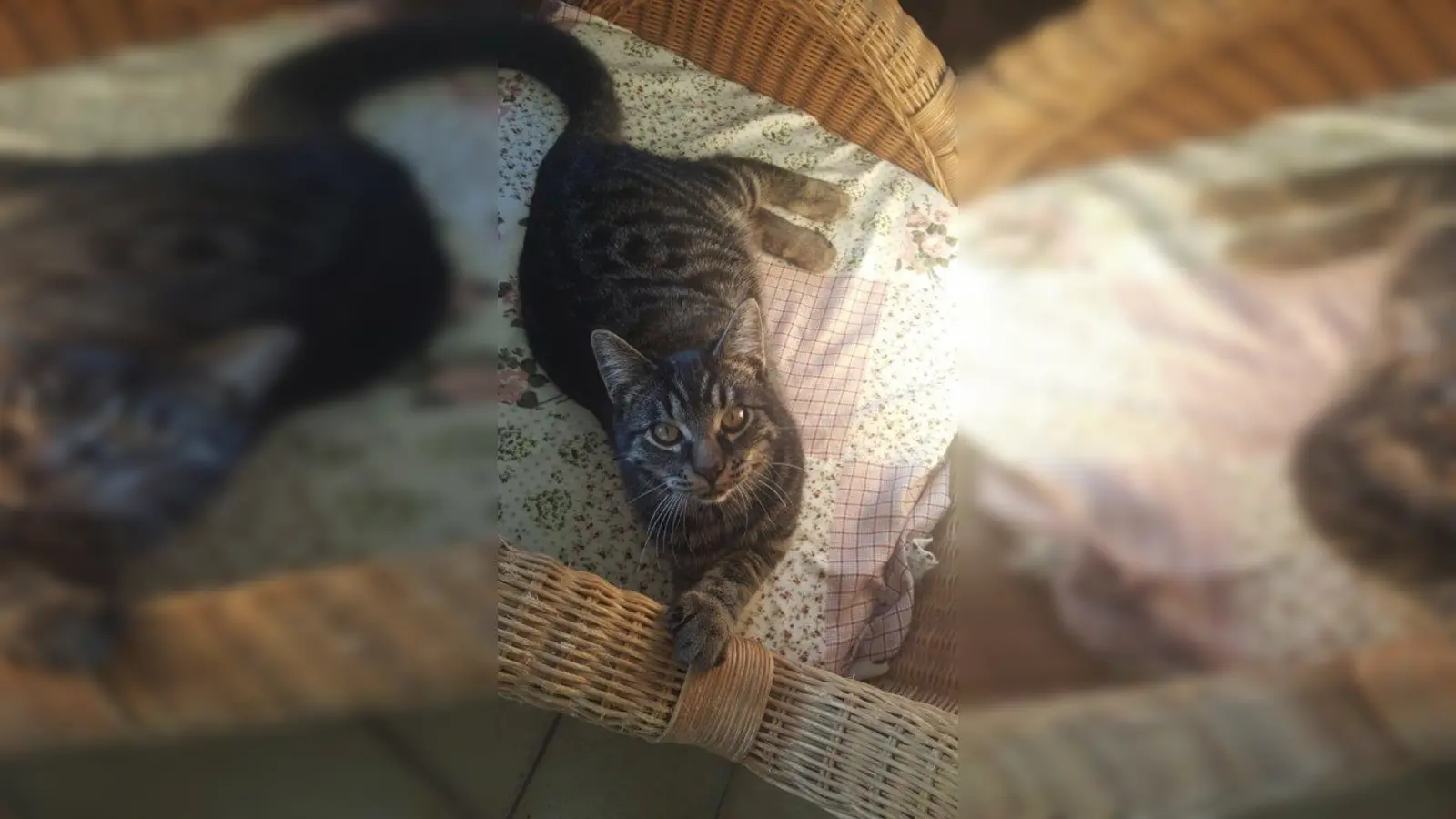 Mit seinem Namensvetter hat Tyson nichts zu tun: Der zutrauliche und ruhige Kater sucht noch einen liebevollen Besitzer. (Foto: Tierhilfe Fünfseenland)