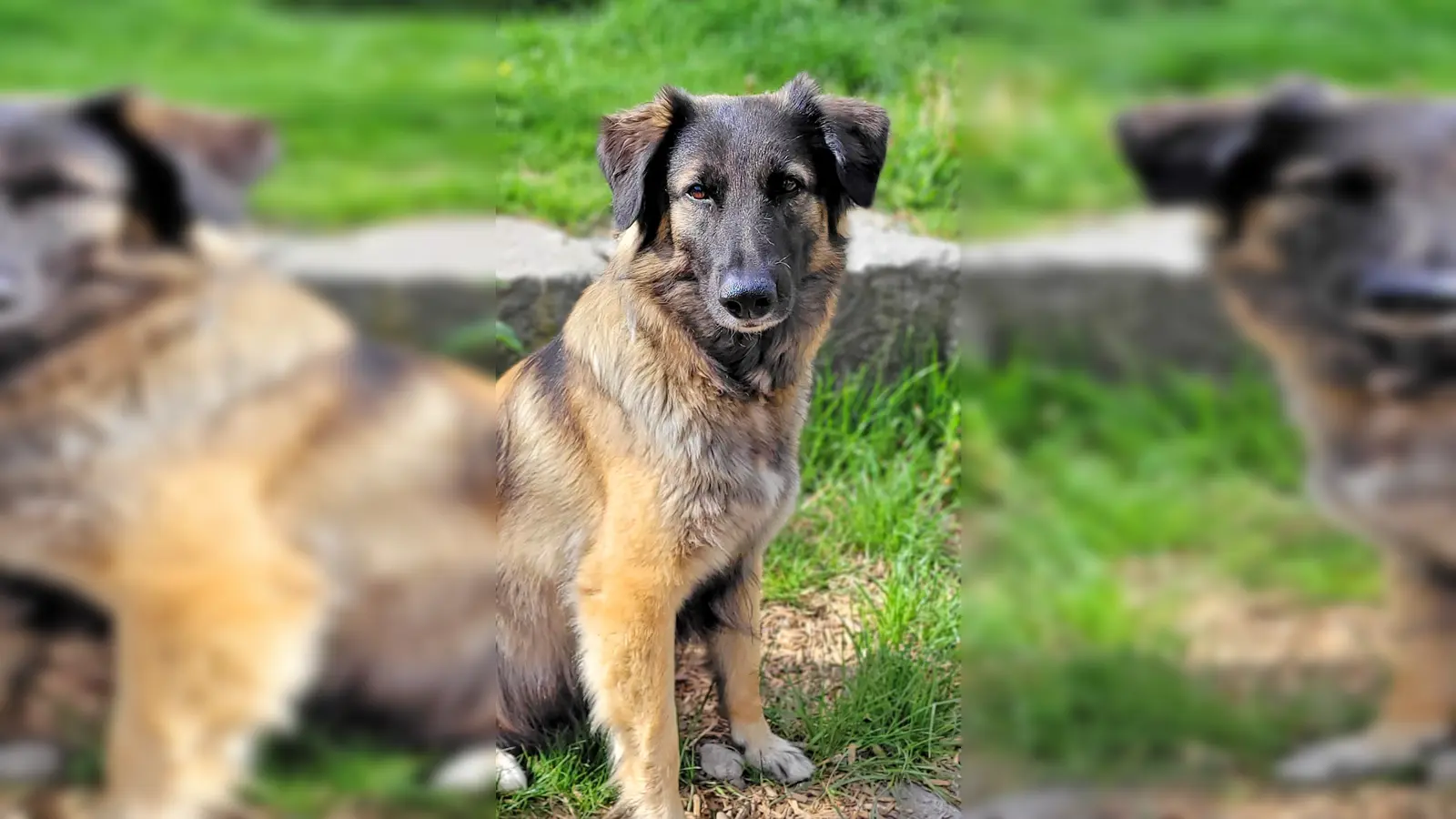 Collie-Schäferhund Mix Ela. (Foto: Tierheim Riem)