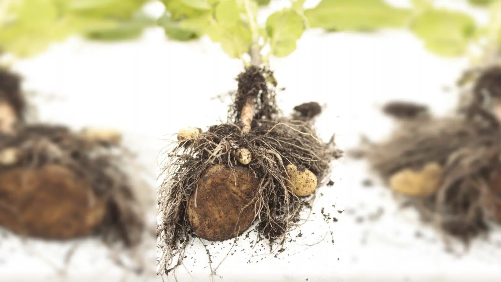 Eigentlich sollte aus der großen Knolle (vorne) mal eine Bratkartoffel werden. Dann aber wurde sie eingegraben und so sind aus ihr nicht nur die Pflanze, sondern auch drei noch kleine im Wurzelwerk versteckte Knöllchen gewachsen. (Foto: job)