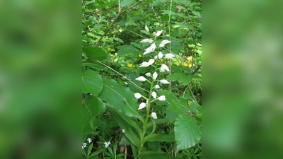 Das Waldvögelein in Steinebach. (Foto: Mechtild Mundt)