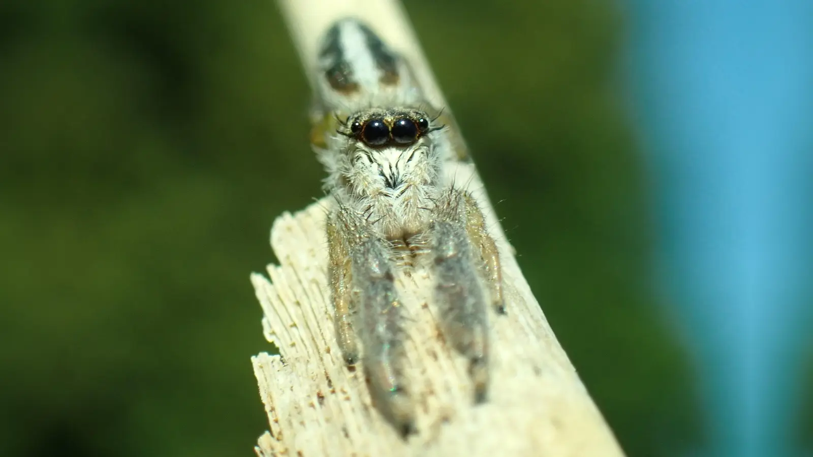 Schilf-Streckspringer tragen seitlich der Frontalaugen jeweils zwei haarähnliche Borsten, die wie lange schwarze Wimpern aussehen.<br> (Foto: Dr. Jörg Müller / Heinz Sielmann Stiftung)