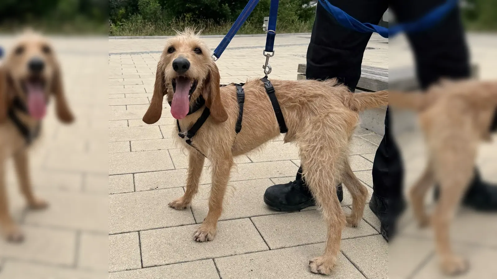 Jagdhund-Mix Kurti. (Foto: Tierheim Riem)