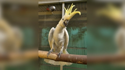 Kakadu Udo hatte bisher nicht die besten Karten, doch jetzt steht seinem Glück endlich nichts mehr im Weg! (Foto: Tierschutzverein München e.V.)