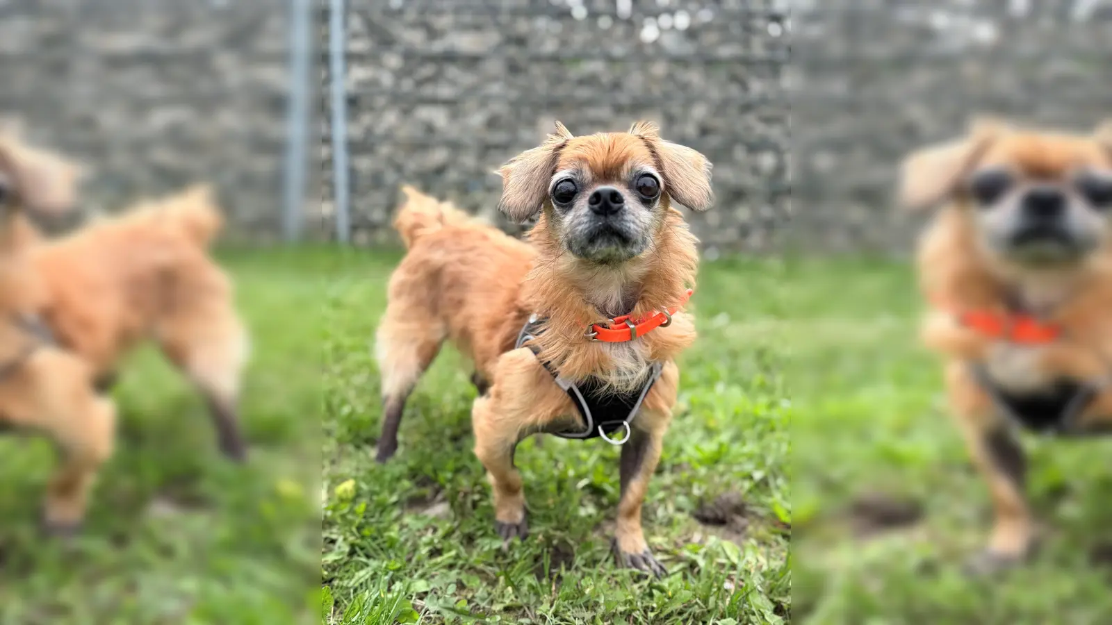 Der Pekinese-Mischling Tobi freut sich über ein Plätzchen, an dem er seinen Lebensabend verbringen darf. (Foto: Tierheim Riem)