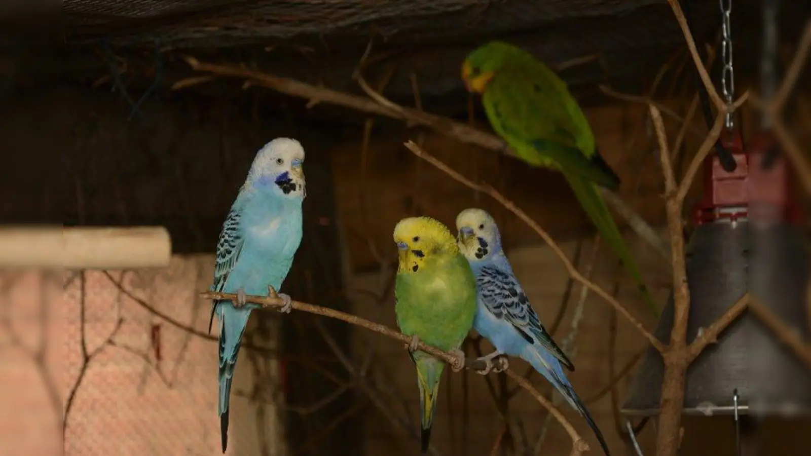 Der PBFD-Virus kommt inzwischen immer häufiger auch bei Wellensittichen vor. Gesunde Tiere wie auf diesem Bild müssen von kranken strickt getrennt werden. (Foto: Christoph Aron/pixelio.de)