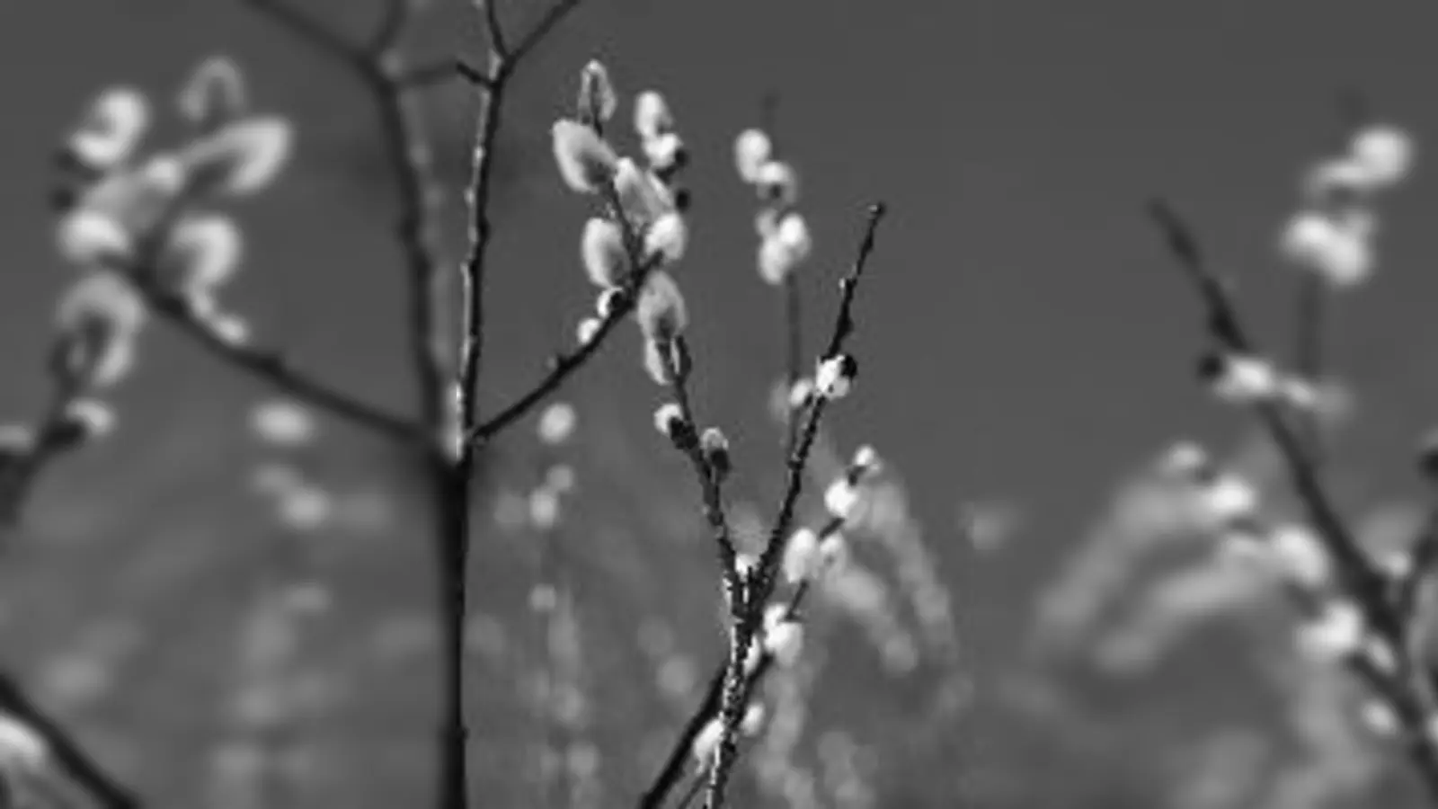 Palmkätzchen, Boten des Frühling und Zeichen für Ostern.  (Foto: VA)