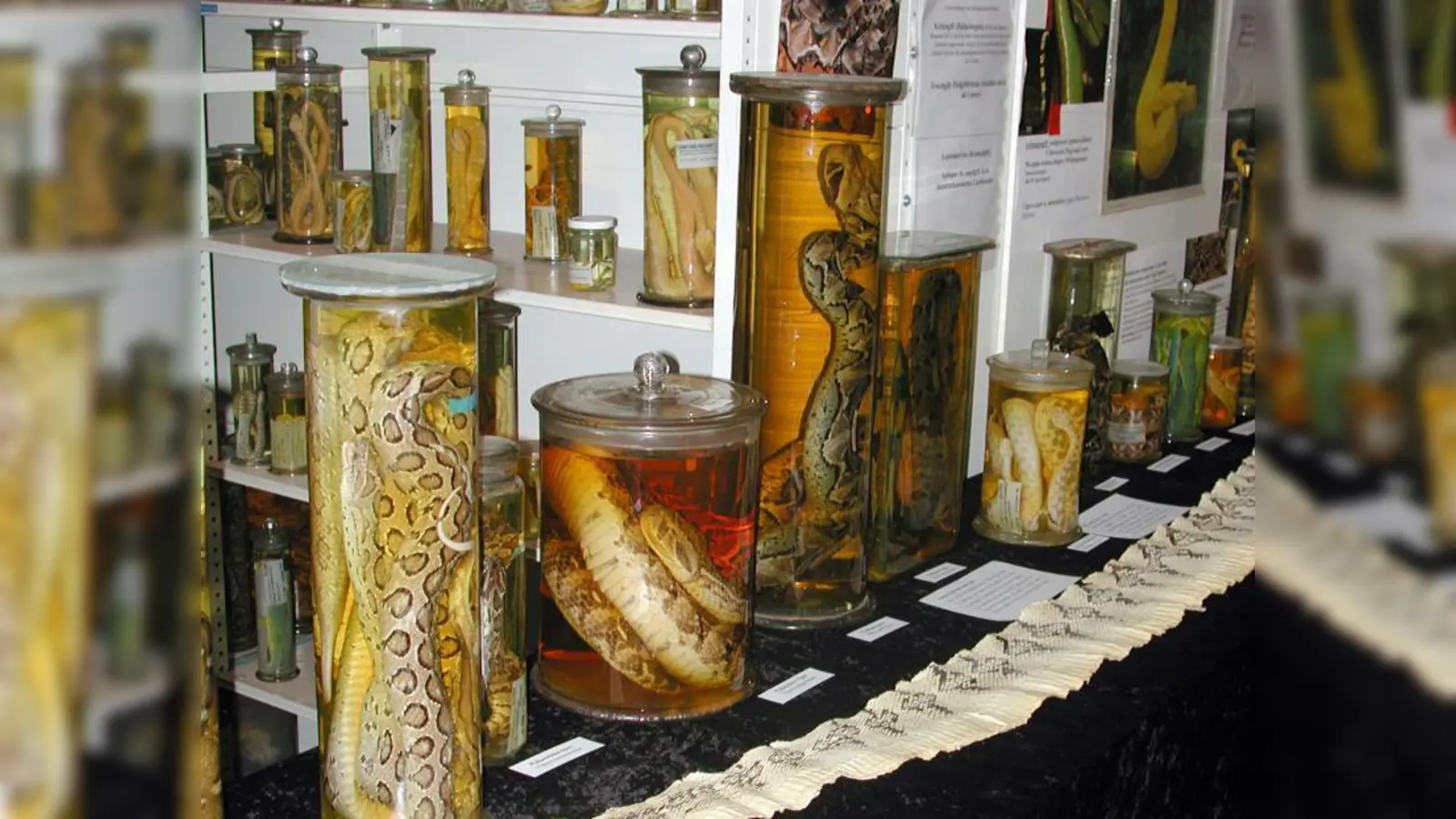 „Schlangenparade”: Präparate von Tieren aus aller Welt werden am Tag der Offenen Tür der ZSM ausgestellt. (Foto: ZSM)