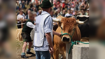 Auf den Aufnahmen sind Ochsen zu sehen, die eng mit dem Kopf an Betonblöcke gebunden werden, sodass sie sich nicht gegen das Besteigen der „Reiter“ wehren können.  (Foto: Animal Rebellion)