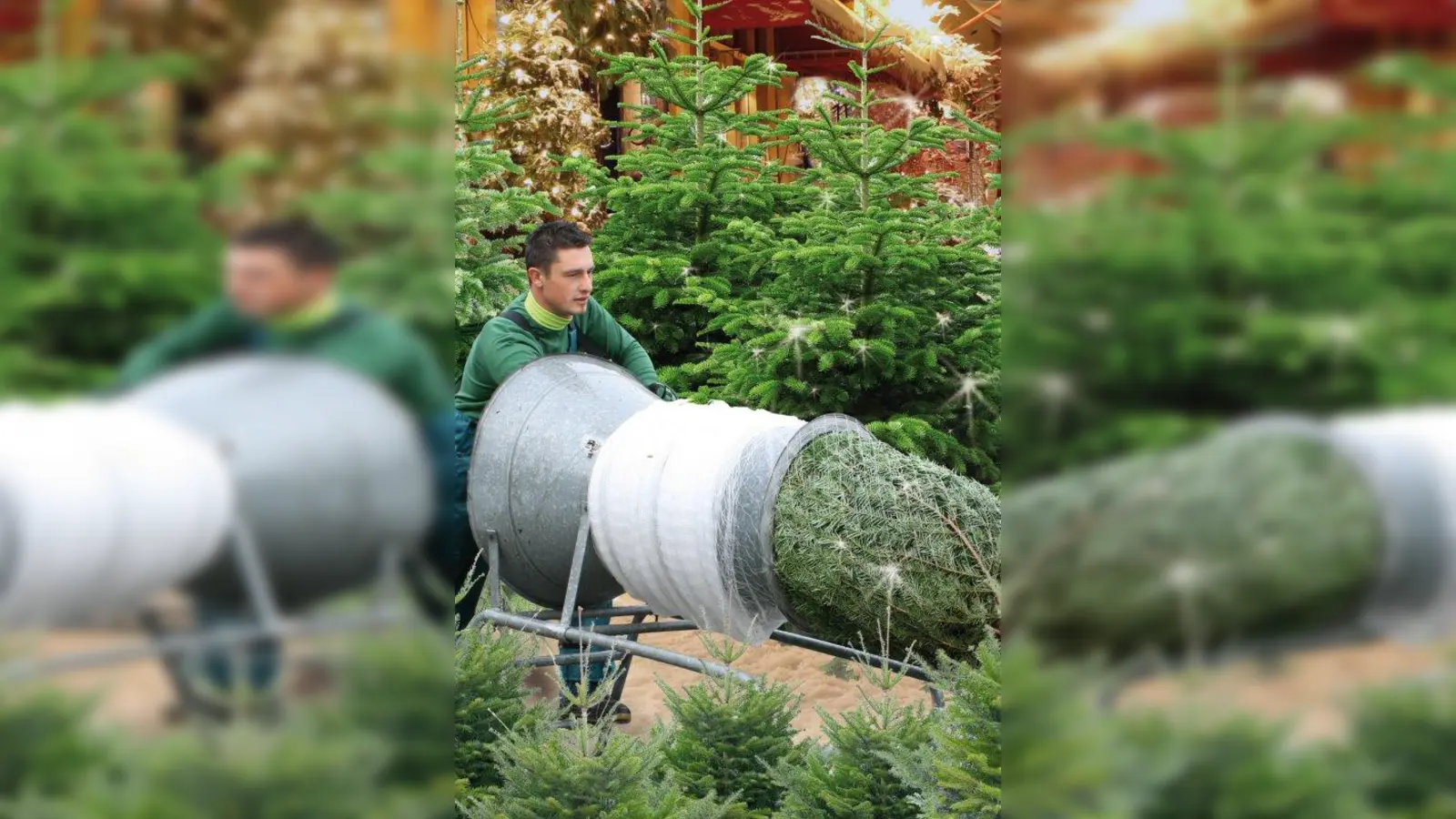 Für den sicheren Transport werden die gekauften Bäume eingenetzt. (Foto: Pflanzen-Kölle)