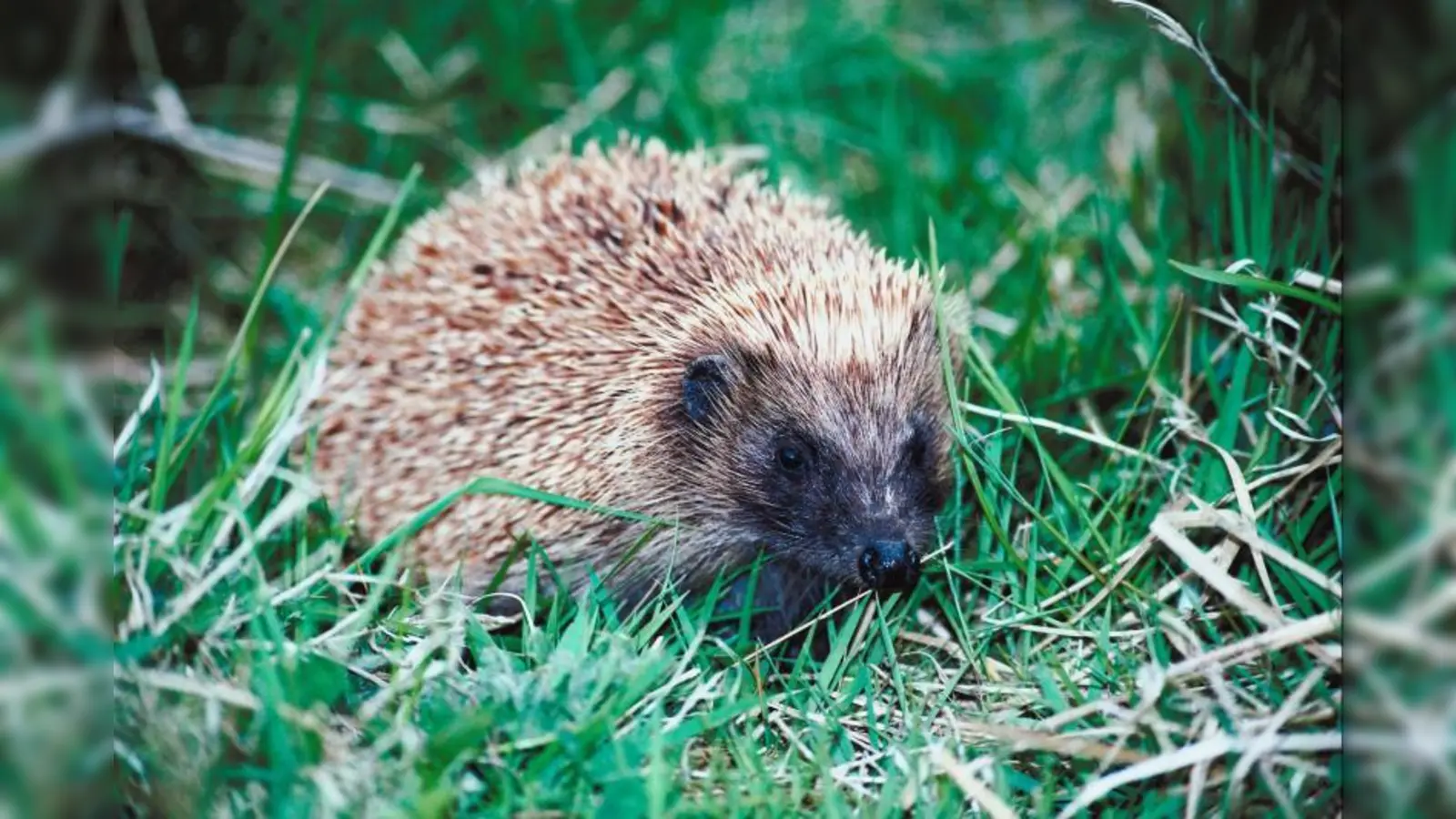 Im Herbst wird es immer früher dunkel. Gerade in dieser Jahreszeit sind Igel besonders viel<br>unterwegs, um sich noch genügend Speck für den Winterschlaf anzufressen. Deshalb<br>werden die Tiere jetzt häufig überfahren. (Foto: photos.com)