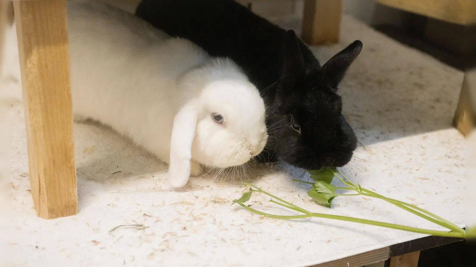 Petersilie lockt auch die scheusten Langohren an: Widderweibchen Matzi (weiß) und Zwergkaninchen Mogli können nicht widerstehen. (Foto: Tierschutzverein München)