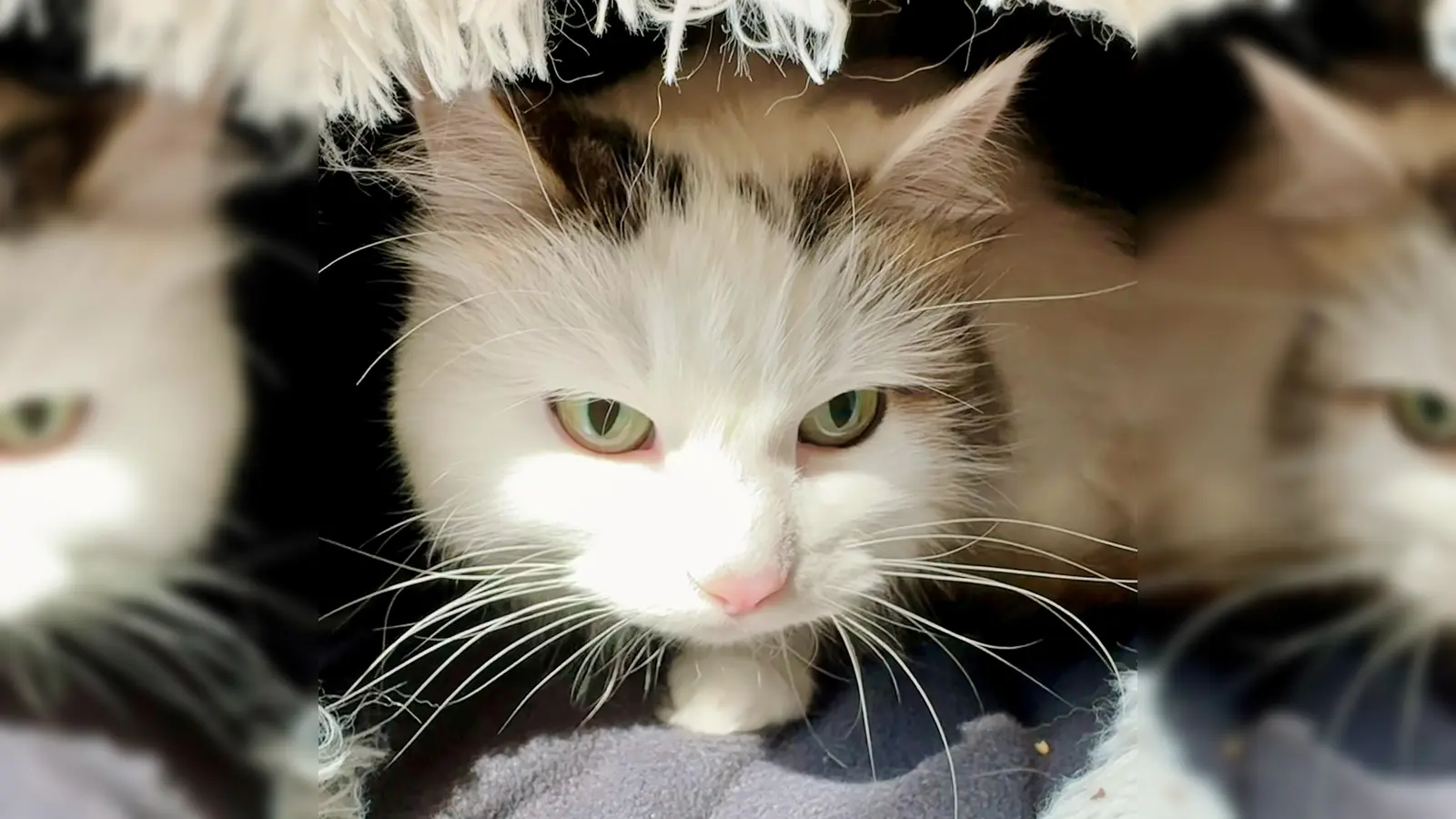 EHK-Ragdoll-Mix-Dame Lilie. (Foto: Tierheim Riem)