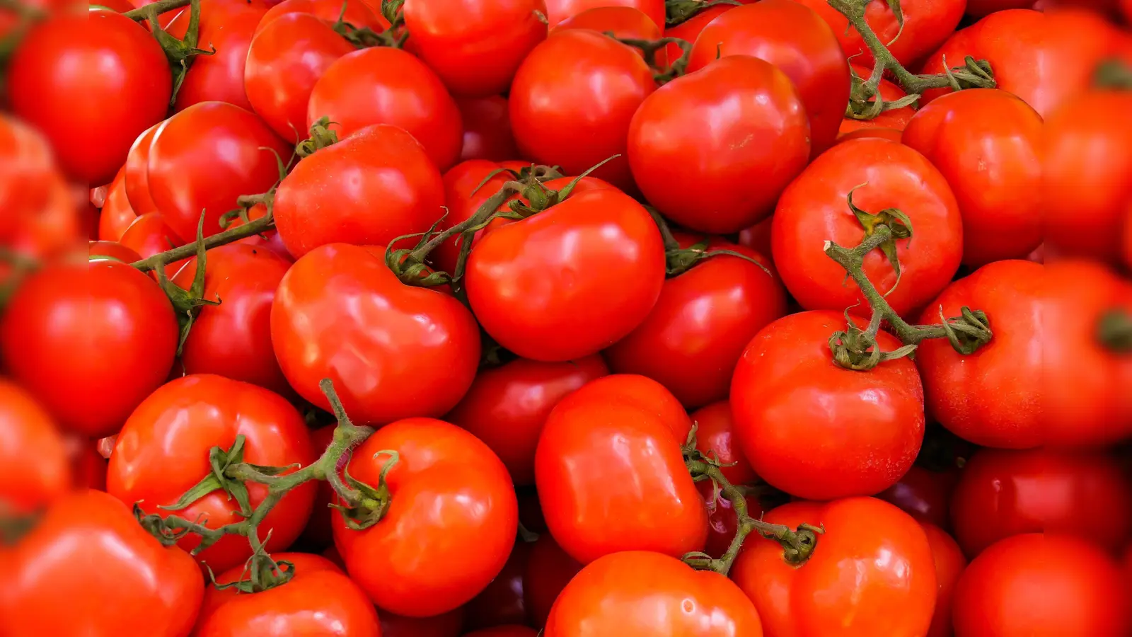 Unter anderem Tomaten lassen sich relativ einfach selbst anbauen. (Symbolbild: Archiv)