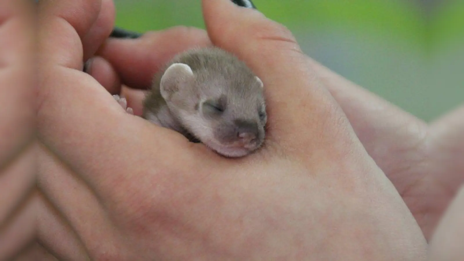 Das kleine Hermelinjunge war zum Zeitpunkt des Fundes ca. vier Wochen alt. (Foto: Tierschutzverein München)