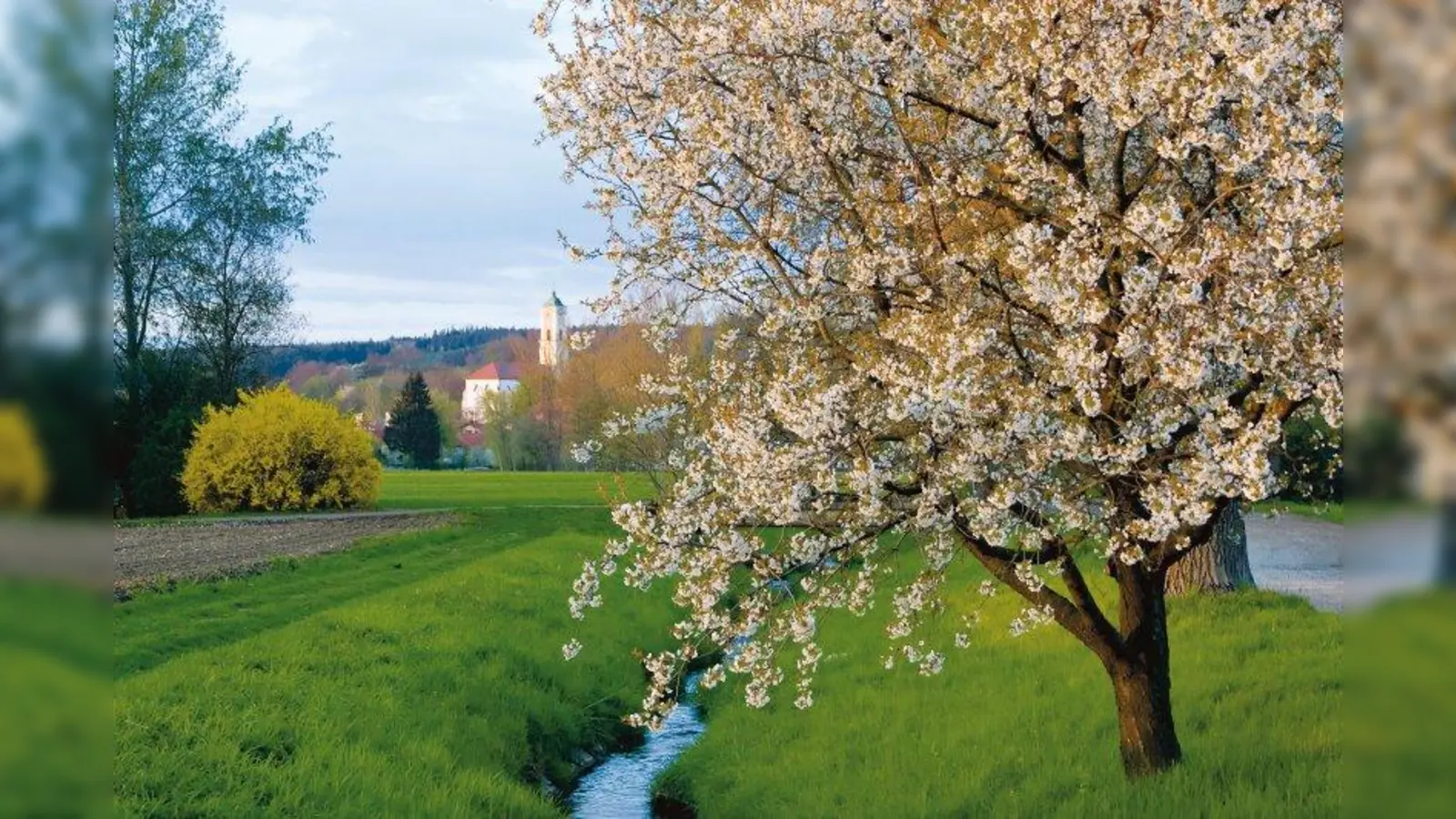 Streuobstwiesen ziehen sie mit ihrer Ruhe und ihrem Reichtum an unterschiedlichen Lebensräumen viele Tier- und Pflanzenarten an. (Foto: Wolfra)