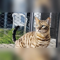 Balou ist sehr temperamentvoll und aktiv. (Foto: Tierheim Riem)