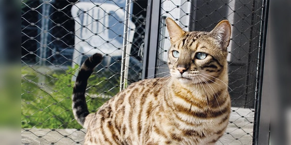 Balou ist sehr temperamentvoll und aktiv. (Foto: Tierheim Riem)