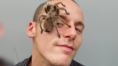 Eine lebende Riesenspinnen und Insektenausstellung lockt am 30. Juni nach Vaterstetten. (Foto: VA)