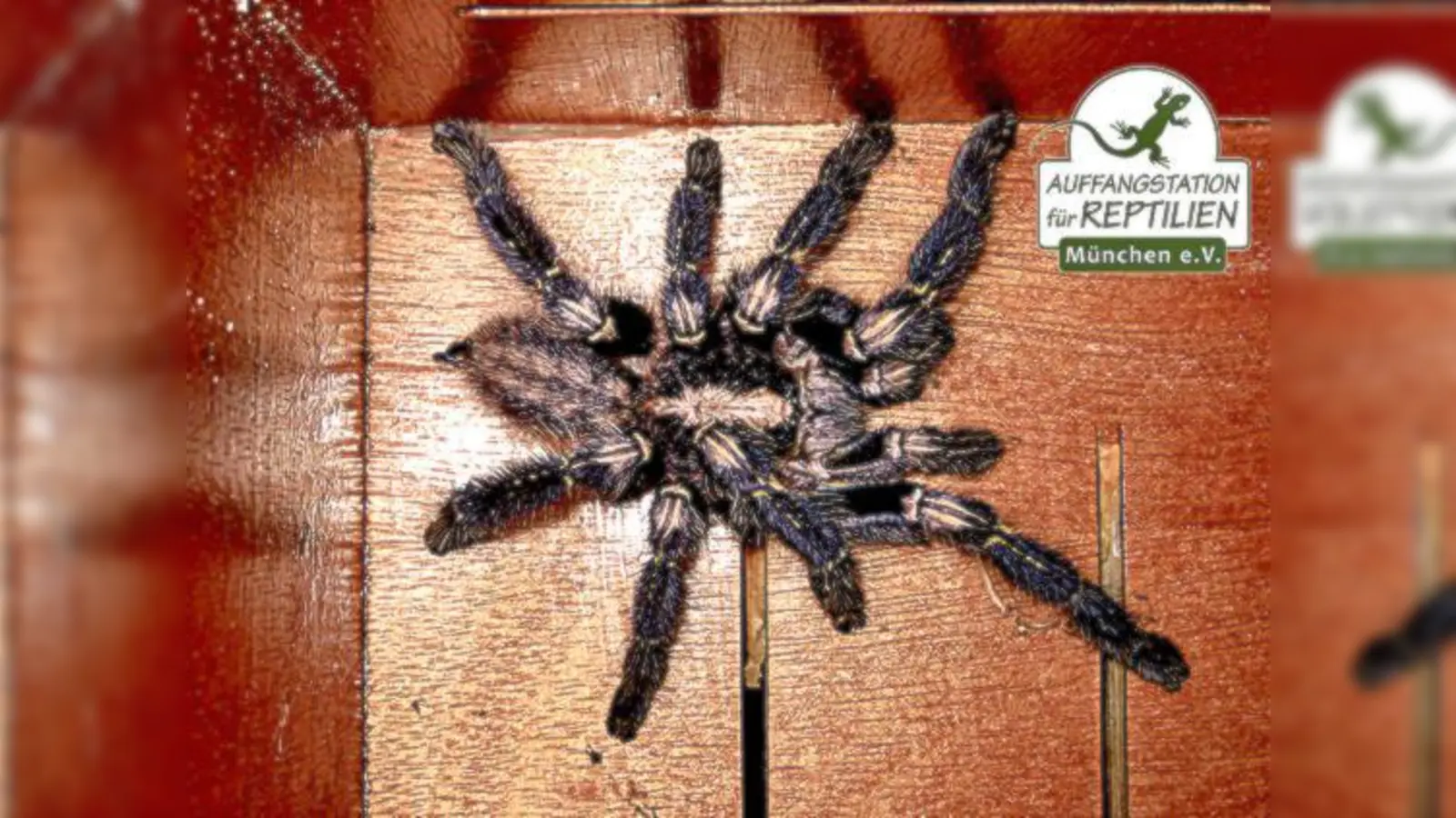 Bei der Reptilienauffangstation wurde die Vogelspinne ausbruchsicher verwahrt.	 (Foto: VA)