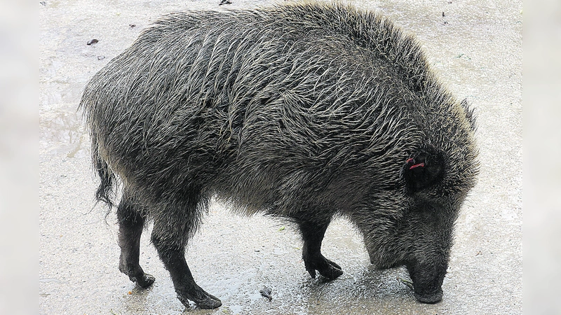 Wildschweine übertragen die Afrikanische Schweinepest. Deshalb gilt es Abstand zu toten Tieren und deren Umgebung zu halten.  (Symbolbild: hw)