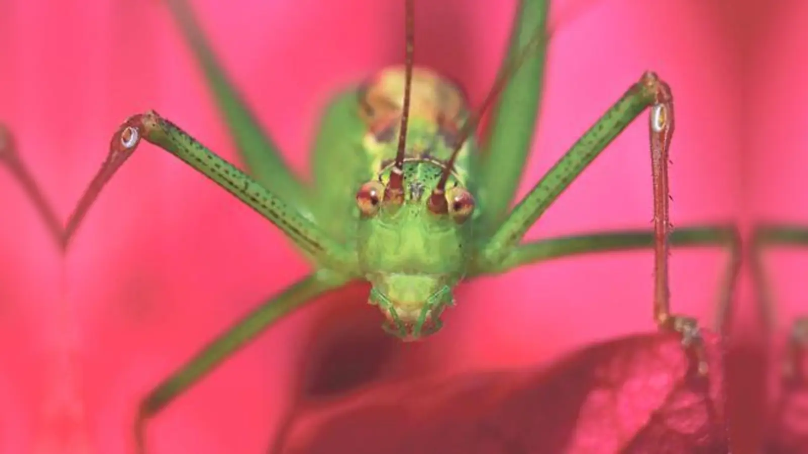 Dem Insekt ins Auge geblickt! Der Naturfotograf Stefan Masur präsentiert noch bis 3. September seine Kunstwerke im Rathaus Dorfen.	 (Foto: Stefan Masur)