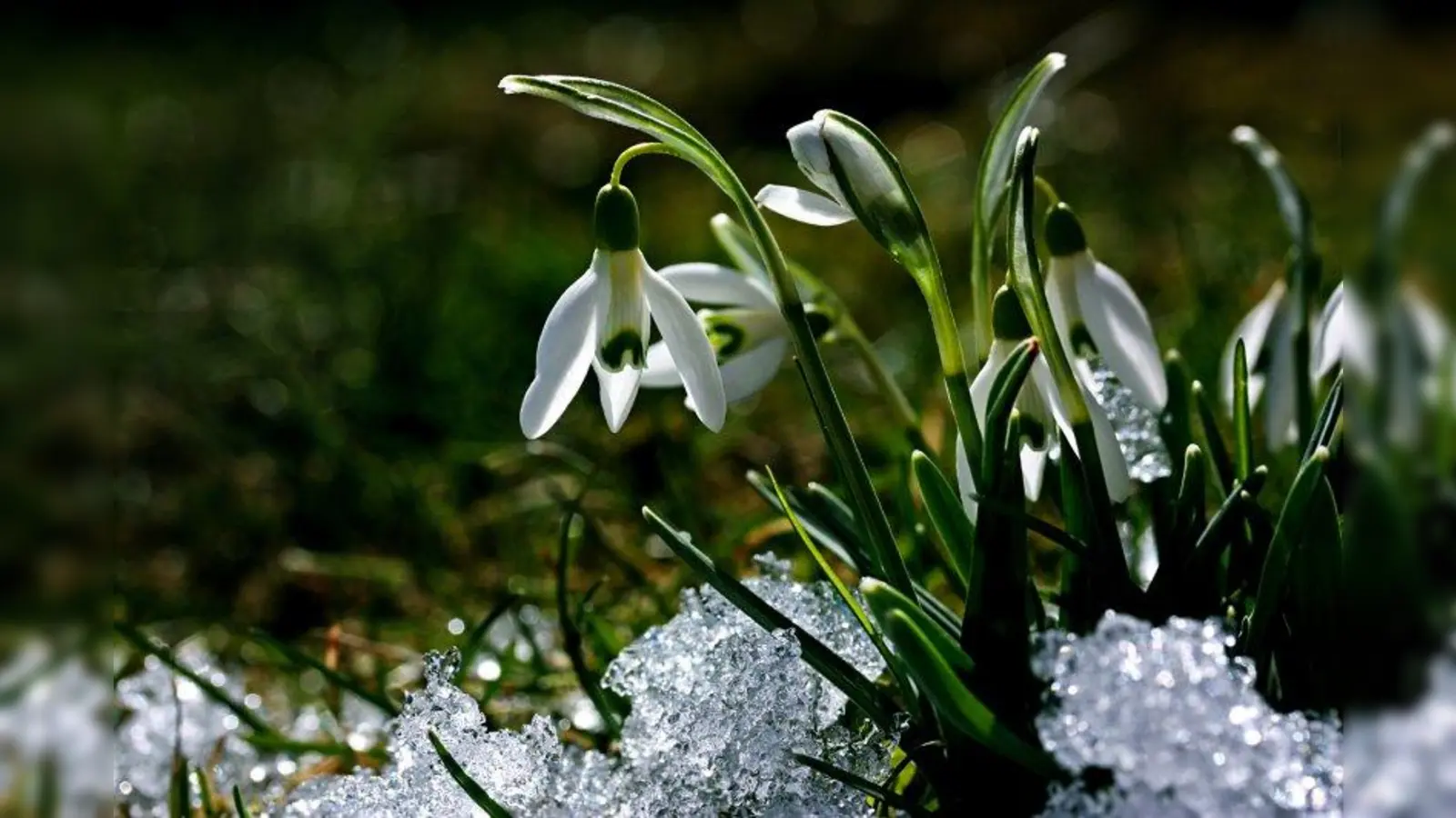 Kämpfen sich die Schneeglöckchen durch den letzten Schnee, lässt der Frühling nicht mehr lange auf sich warten. (Foto: birgitH/pixelio)