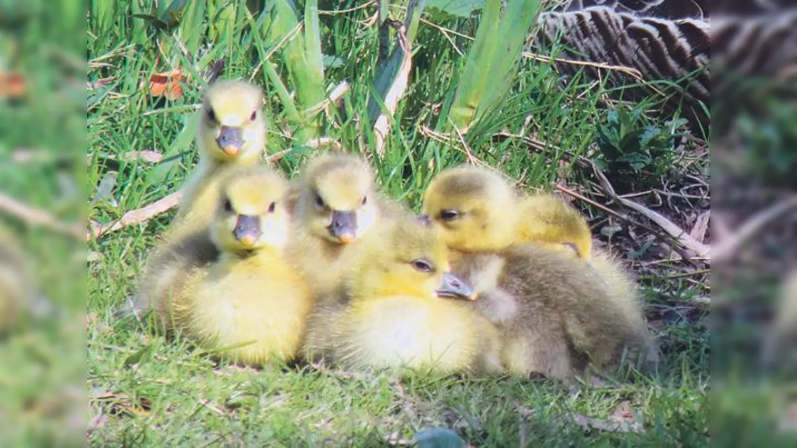 Die Graugänse nutzen den Englischen Garten, um dort ihre Jungen aufzuziehen.	 (Foto: Silke Sorge)