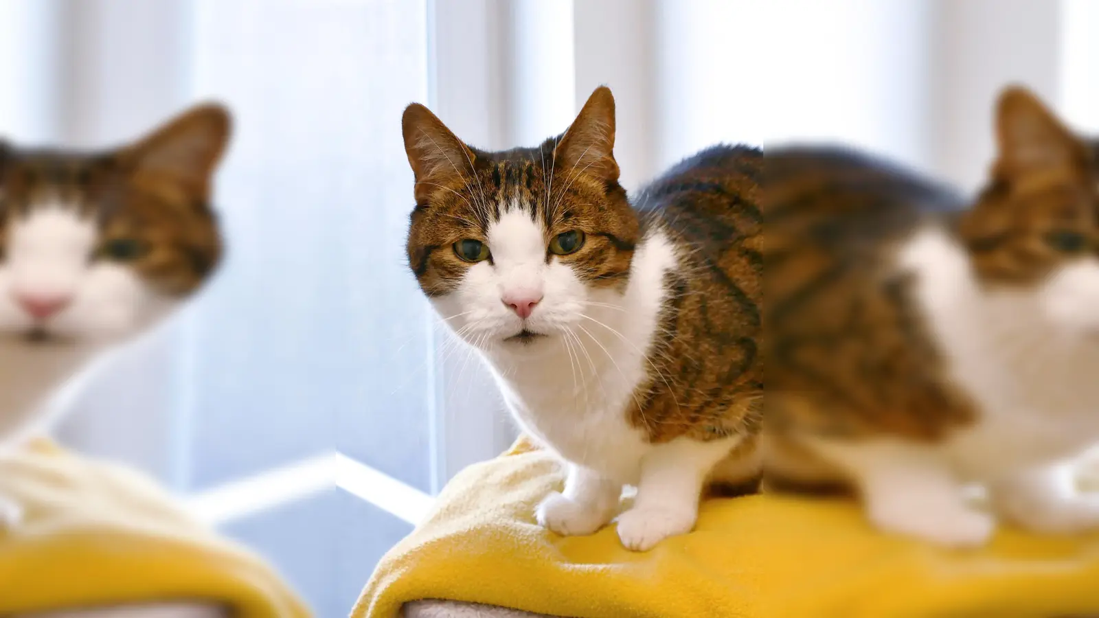 Europäisch Kurzhaar Kater Jerry. (Foto: Tierheim Riem)