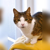 Europäisch Kurzhaar Kater Jerry. (Foto: Tierheim Riem)