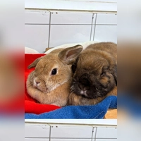 Milli (Widderkaninchen, dunkelbraun) und Vanilla (Widderkaninchen, hellbraun. (Foto: Tierheim Riem)