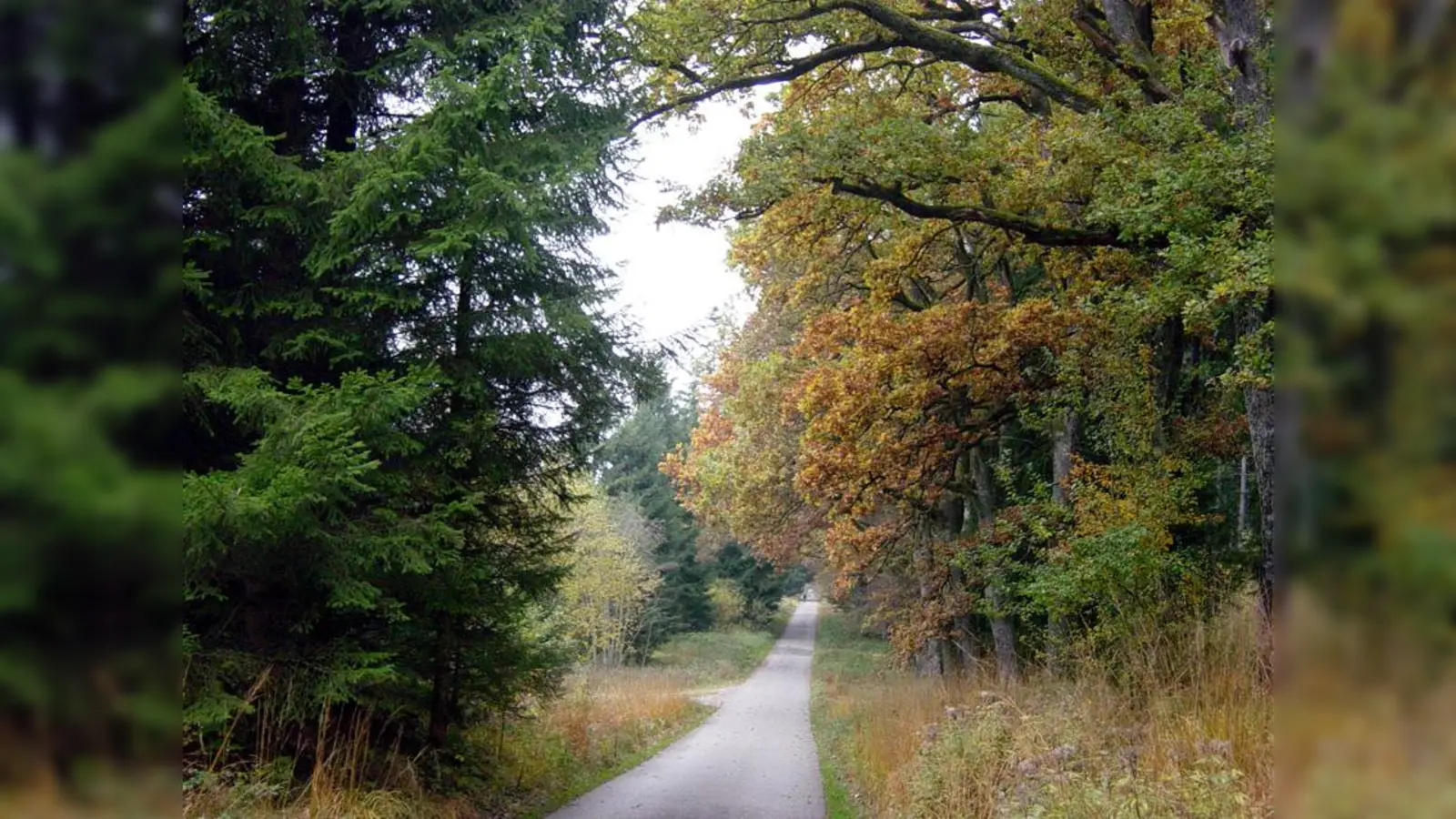 Wegen gedruckter Zeitungen wird kein Stück Wald beeinträchtigt. (Grafik: job)