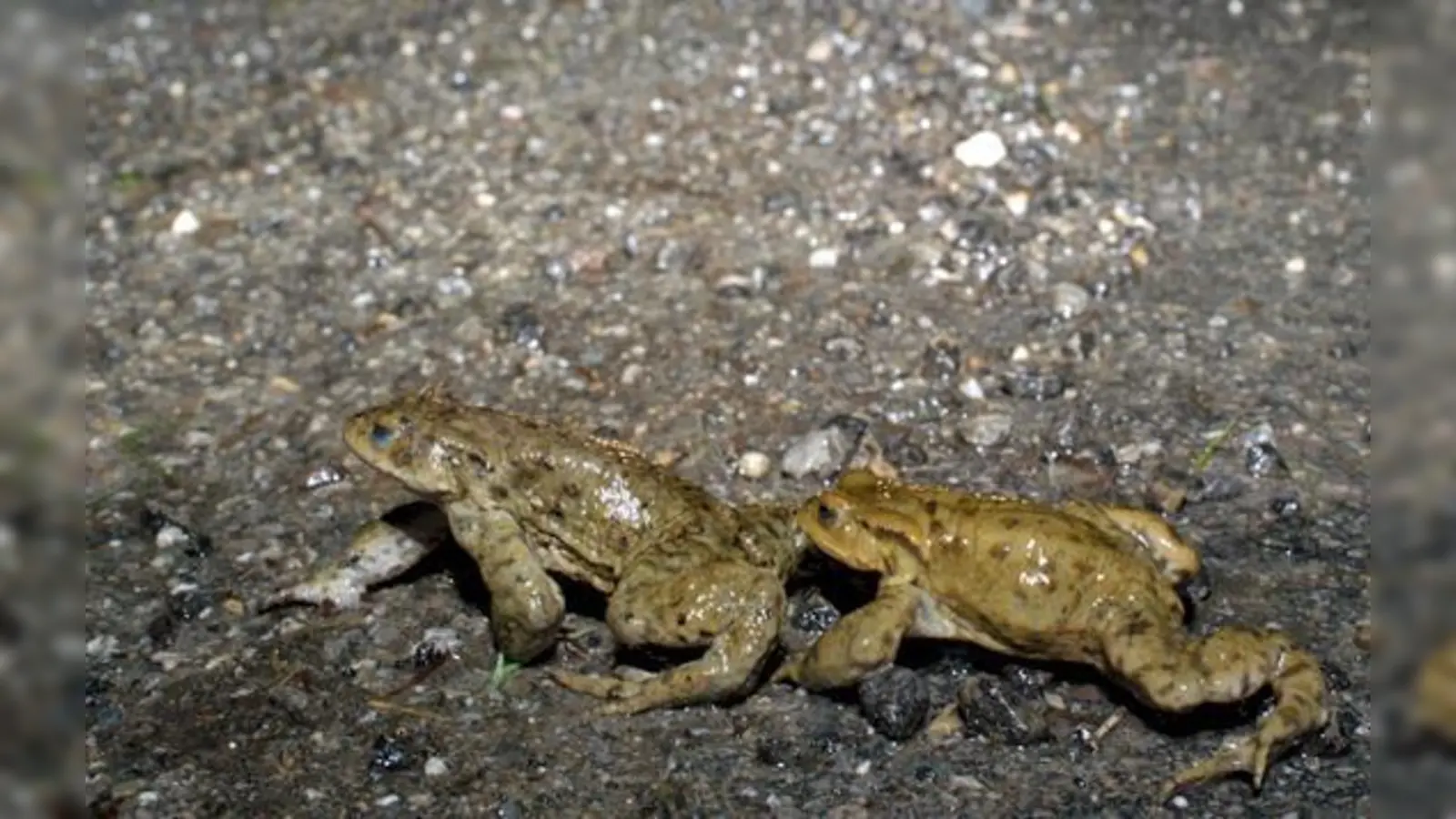 Bald beginnt wieder die Amphibienwanderung. Schutzzäune sollen hier helfen.	 (Foto: Herbert Stadelmann (BN))