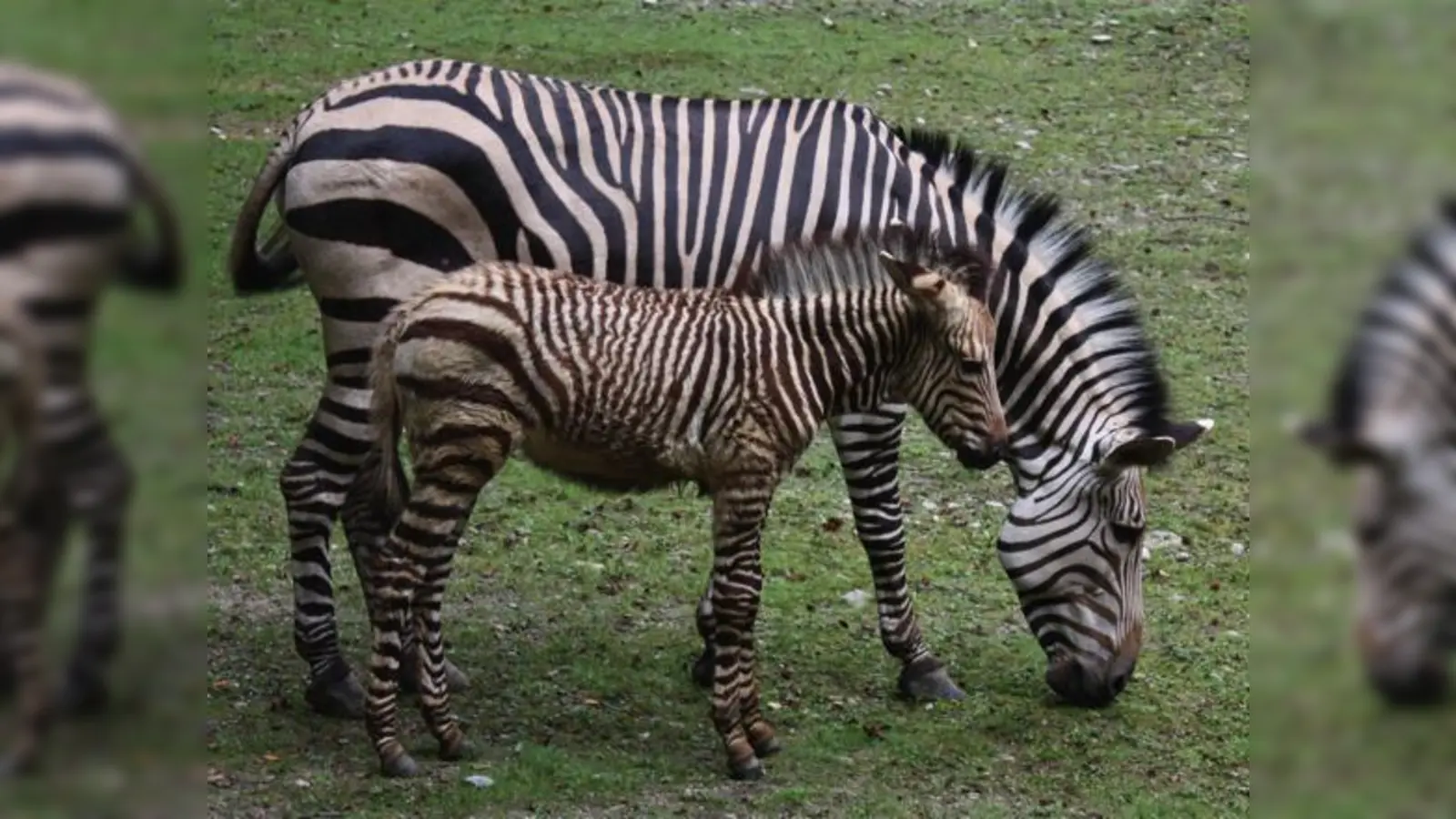 Auch die Zebras haben entzückenden Nachwuchs bekommen.	 (Foto: VA)
