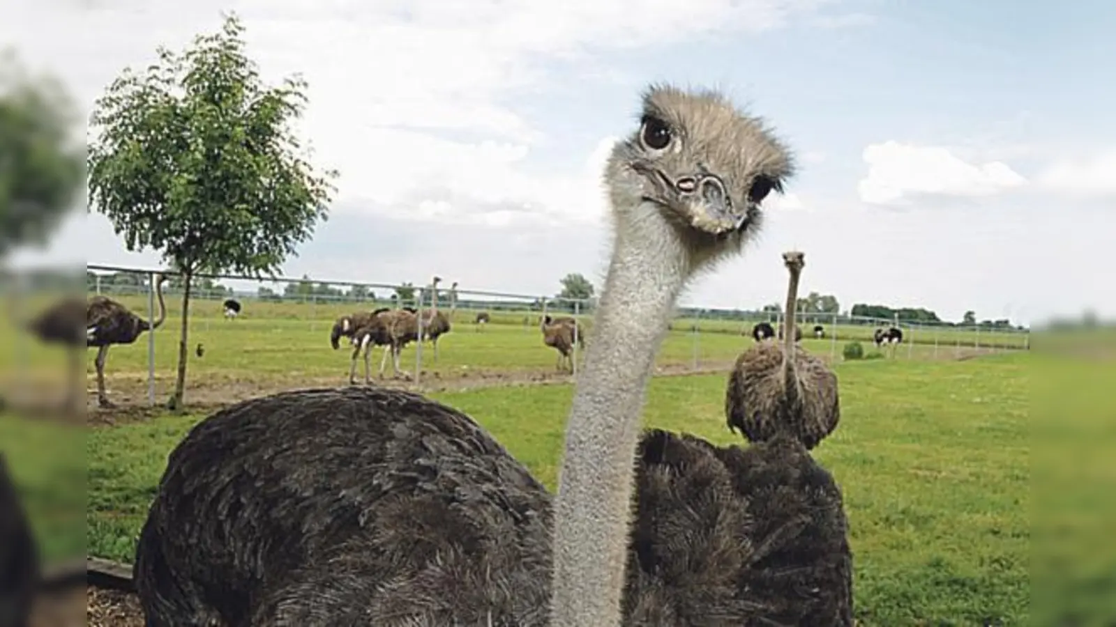 Bei einem der Seniorenausflüge geht es mit dem Bus zu einer Straußenfarm.	 (Foto: VA)