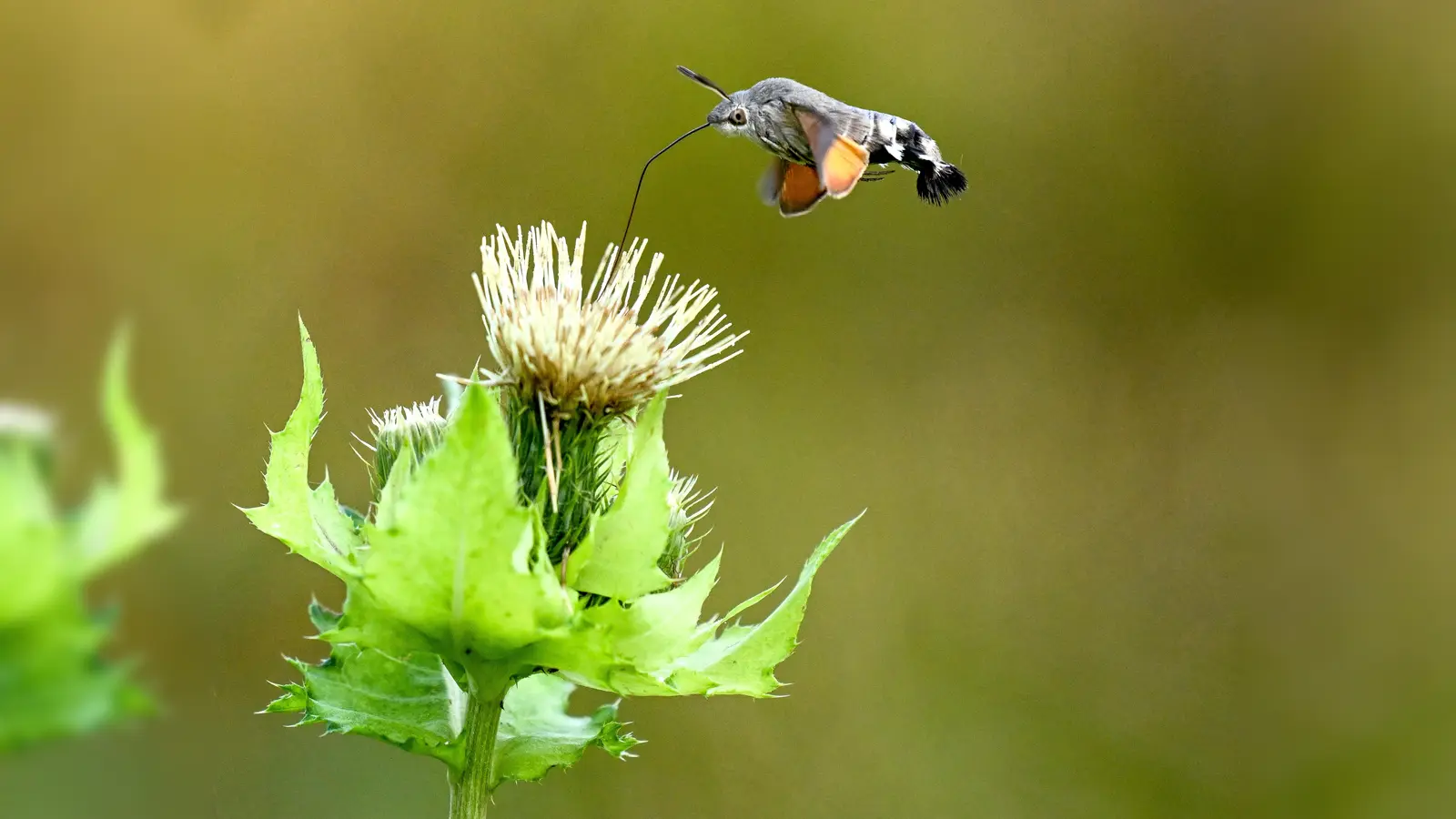 Sasha Jumanca aus München erhielt den ersten Preis in der Altersklasse 11 bis 14 Jahre in der Kategorie A „Blumen, Blüten, Bestäuber”. Auf dem Bild ist ein Taubenschwänzchen zu sehen, das Nektar aus einer Kohldistel sammelt. Der lange Saugrüssel ist gut zu erkennen. (Foto: Sasha Jumanca)