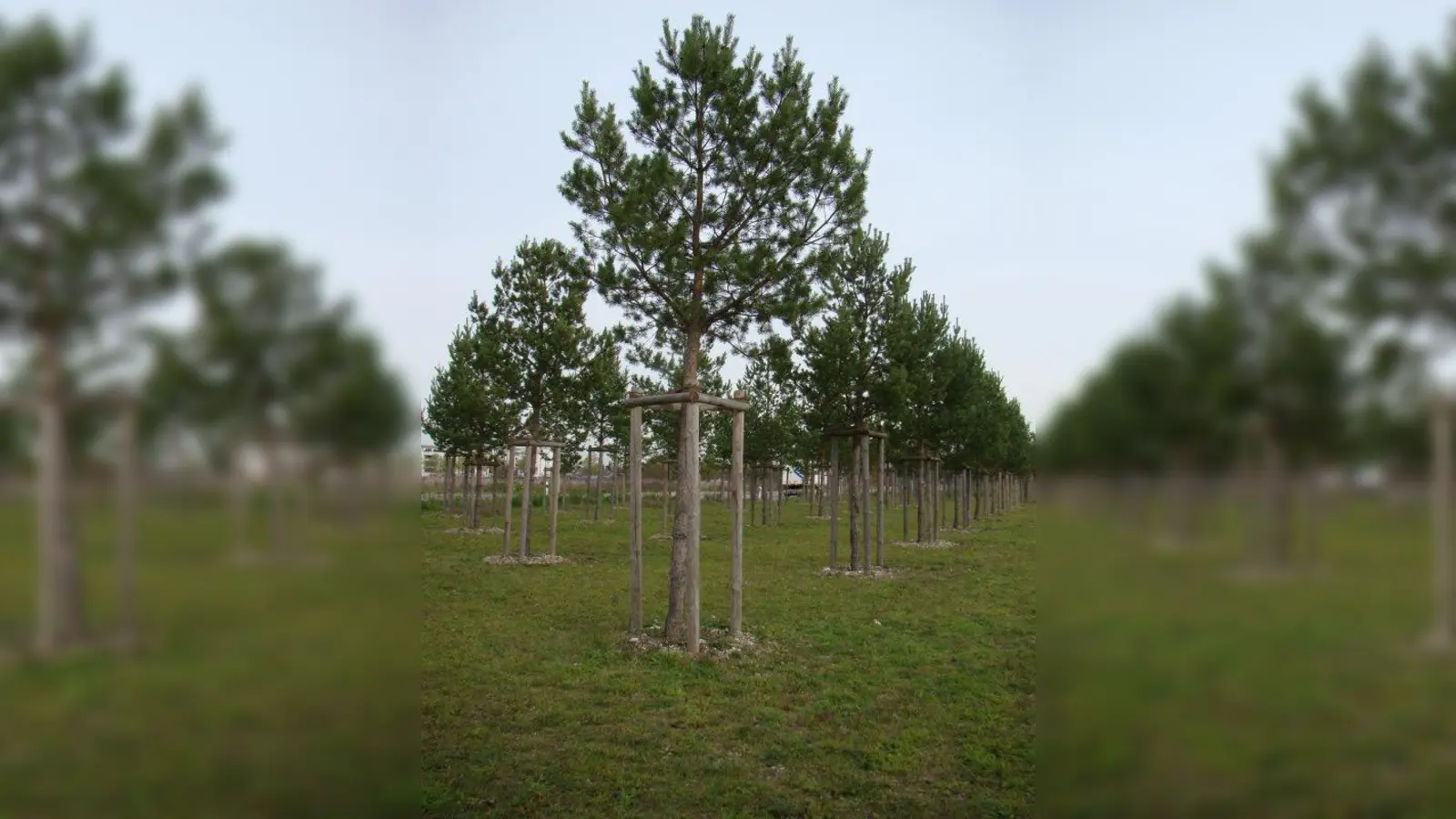 Die kleinen Kiefern im Gewerbegebiet sind längst gewachsen. (Foto: pst)
