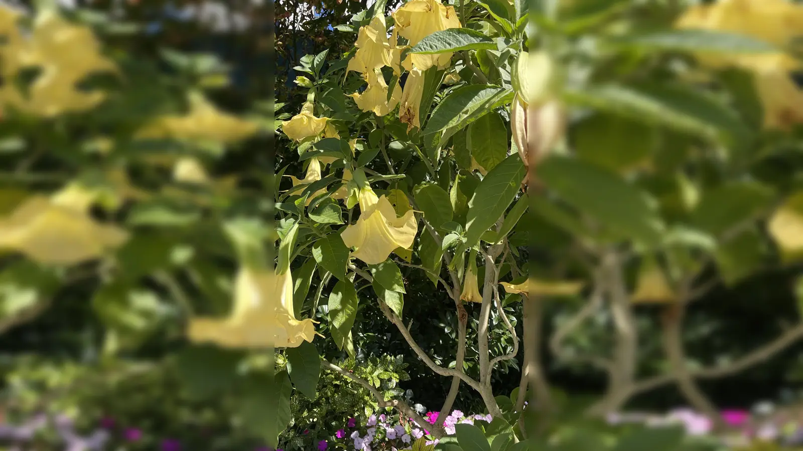 Wie man Kübelpflanzen richtig überwintert, erfährt man bei einem Vortrag des Gartenbauvereins. (Foto: hw)