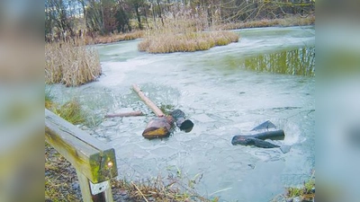 Vandalen haben die Stämme über Weihnachten herausgerissen und in den Karlsfelder See geworfen. (Foto: pi)
