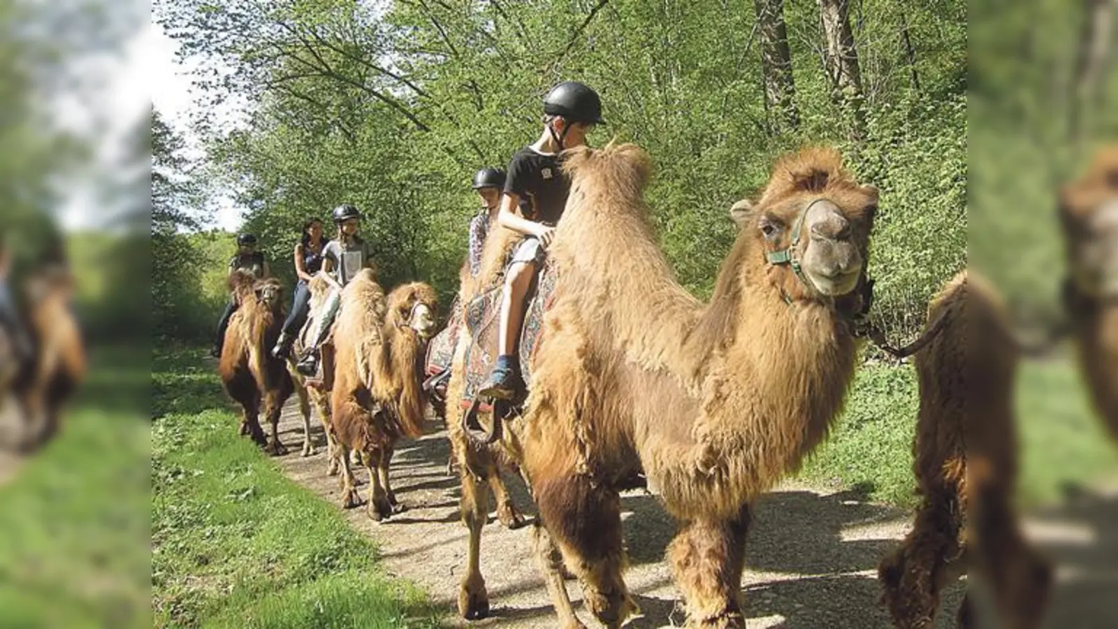 Der Pflegekinderausflug führte diesmal mit mehreren Kamelen in das idyllische Mangfalltal. (Foto: VA)
