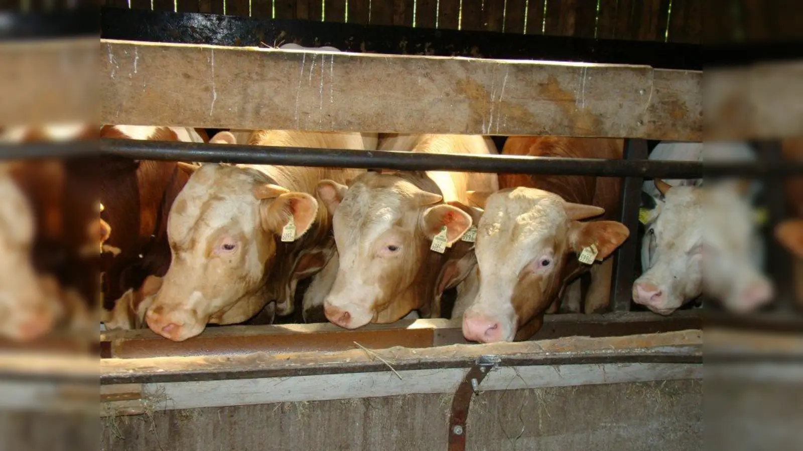 Erwartungsvoll blicken die Kühe aus ihrem Stall. Vielleicht reicht ein Besucher ja ein Grasbüschel hinein? (Foto: pst)