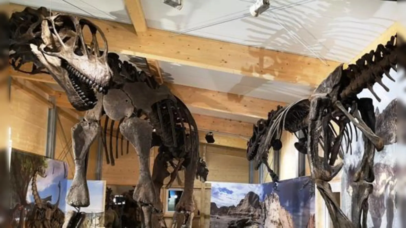Der Riesensaurier Goliat in der Sammlung Kapustin passt gerade so in die neue Dinohalle hinein.  (Foto: VA)