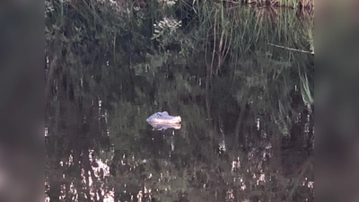 Täuschend echt: Das „Krokodil“ auf der Lauer im Weiher. (Foto: Polizei)