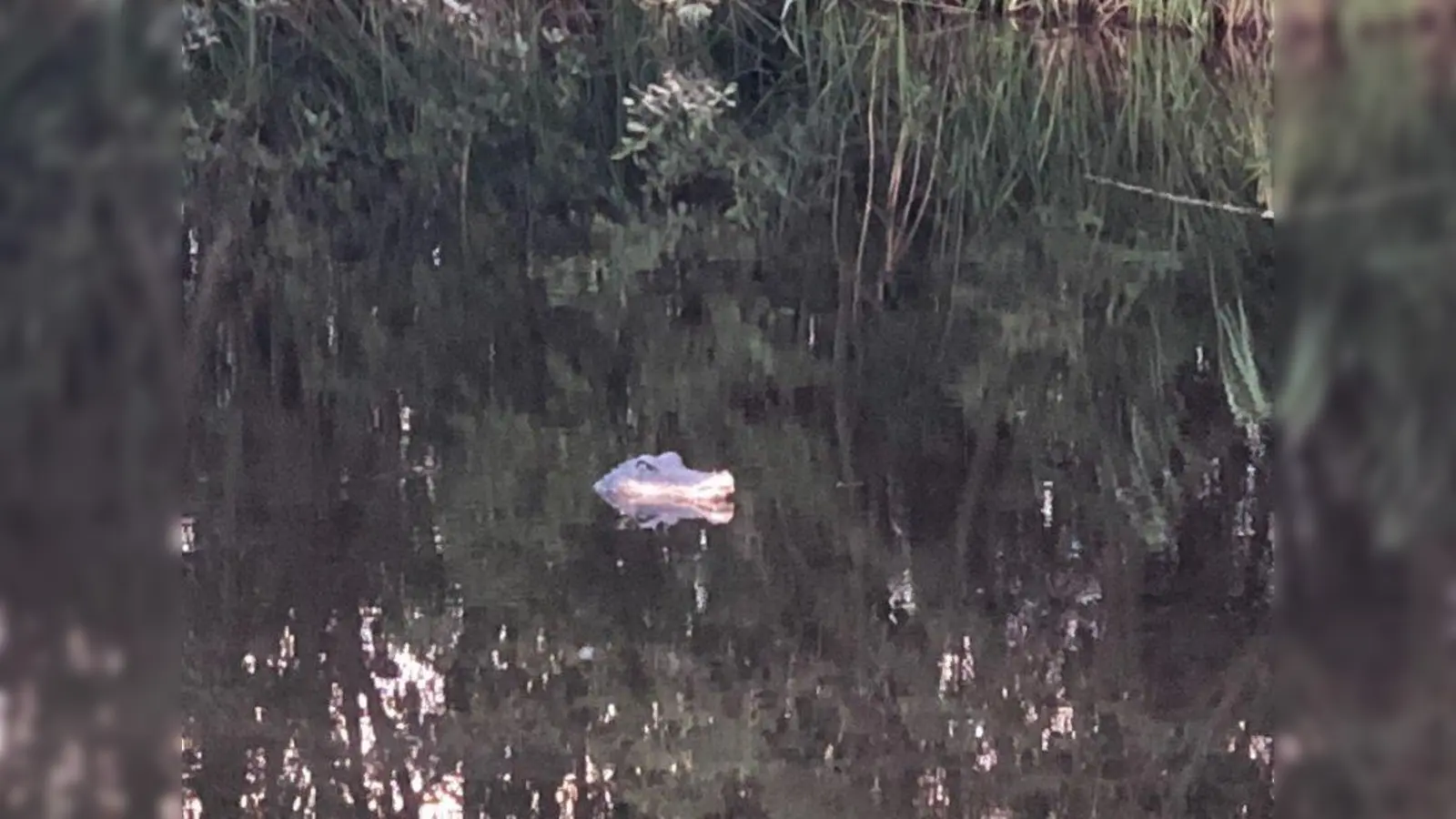 Täuschend echt: Das „Krokodil“ auf der Lauer im Weiher. (Foto: Polizei)