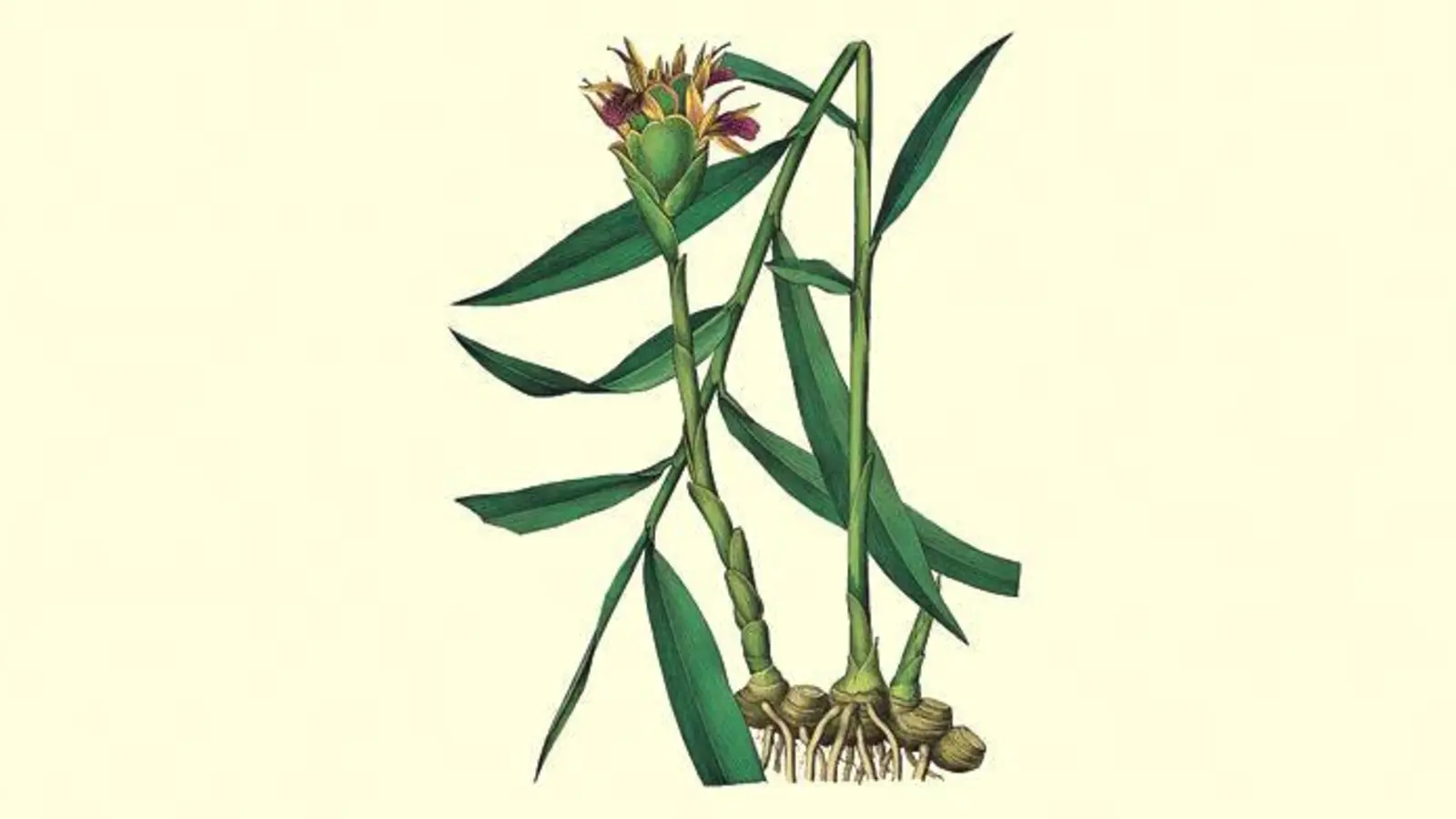 Auch beim Ingwer werden die unterirdischen Sprosse genutzt. Sie enthalten ätherische Öle.	 (Foto: VA)