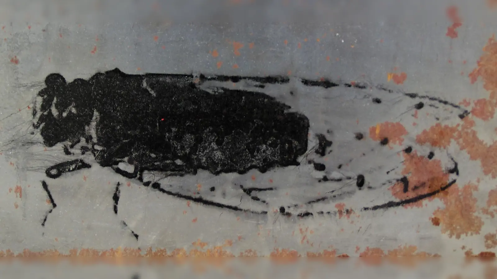 Miriam März: Frottage Eisenplatte – Rost, „Zikade“. (Foto: VA)