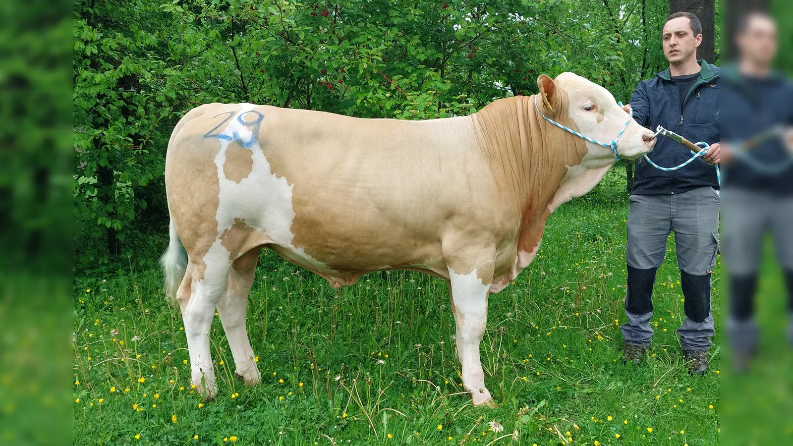 Moritz Lidl aus Rain präsentierte mit dem natürlich hornlos vererbenden Hoeri Sohn den Spitzenbullen des Mai-Marktes. (Foto: Weilheimer Zuchtverbände e.V.)