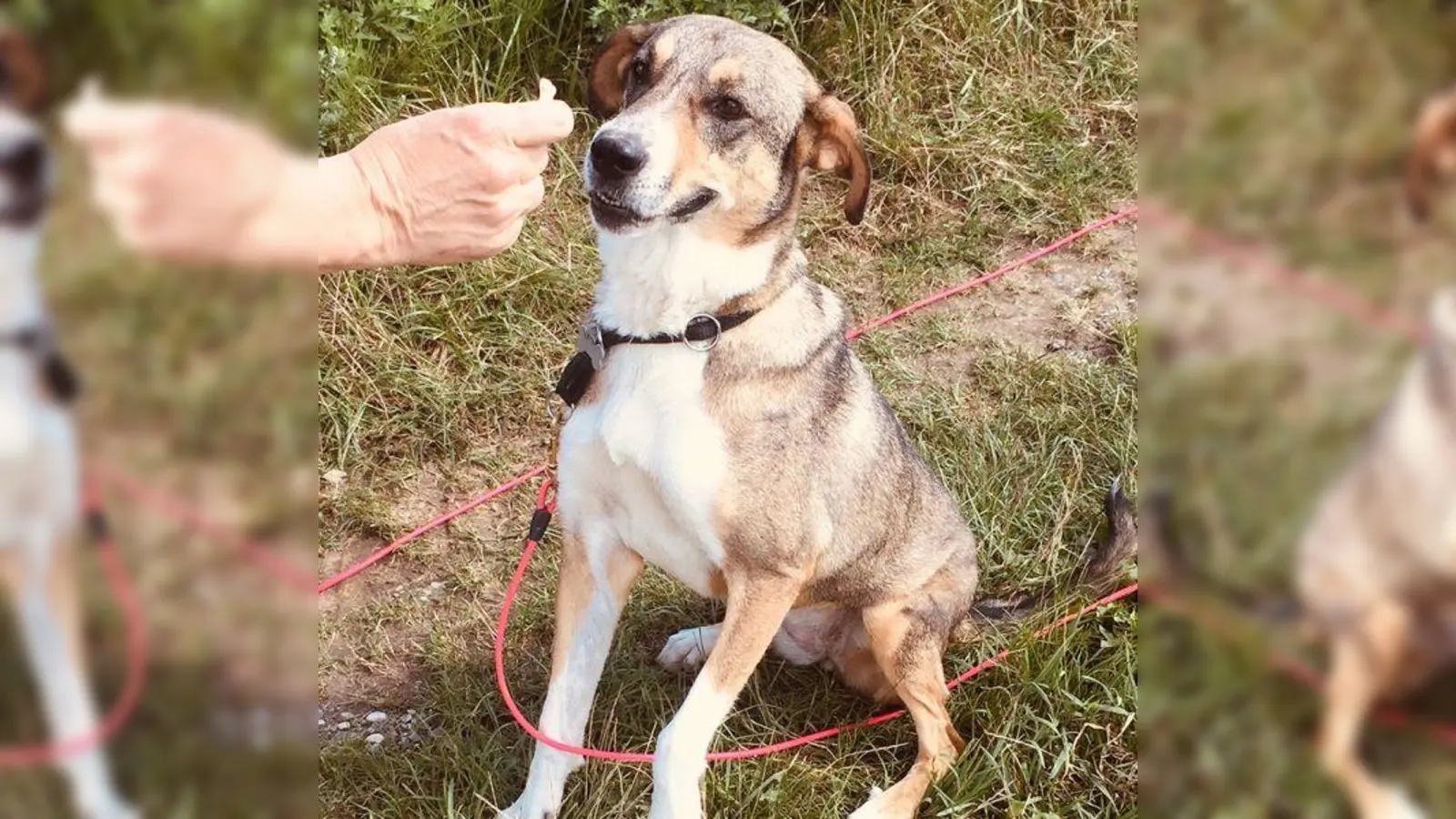 Auch ausgewachsene Hunde brauchen eine Chance: Das hübsche Hundemädchen Ankita sucht Lieblingsmenschen und ein gutes Zuhause. (Foto: Tierfreunde Patras)