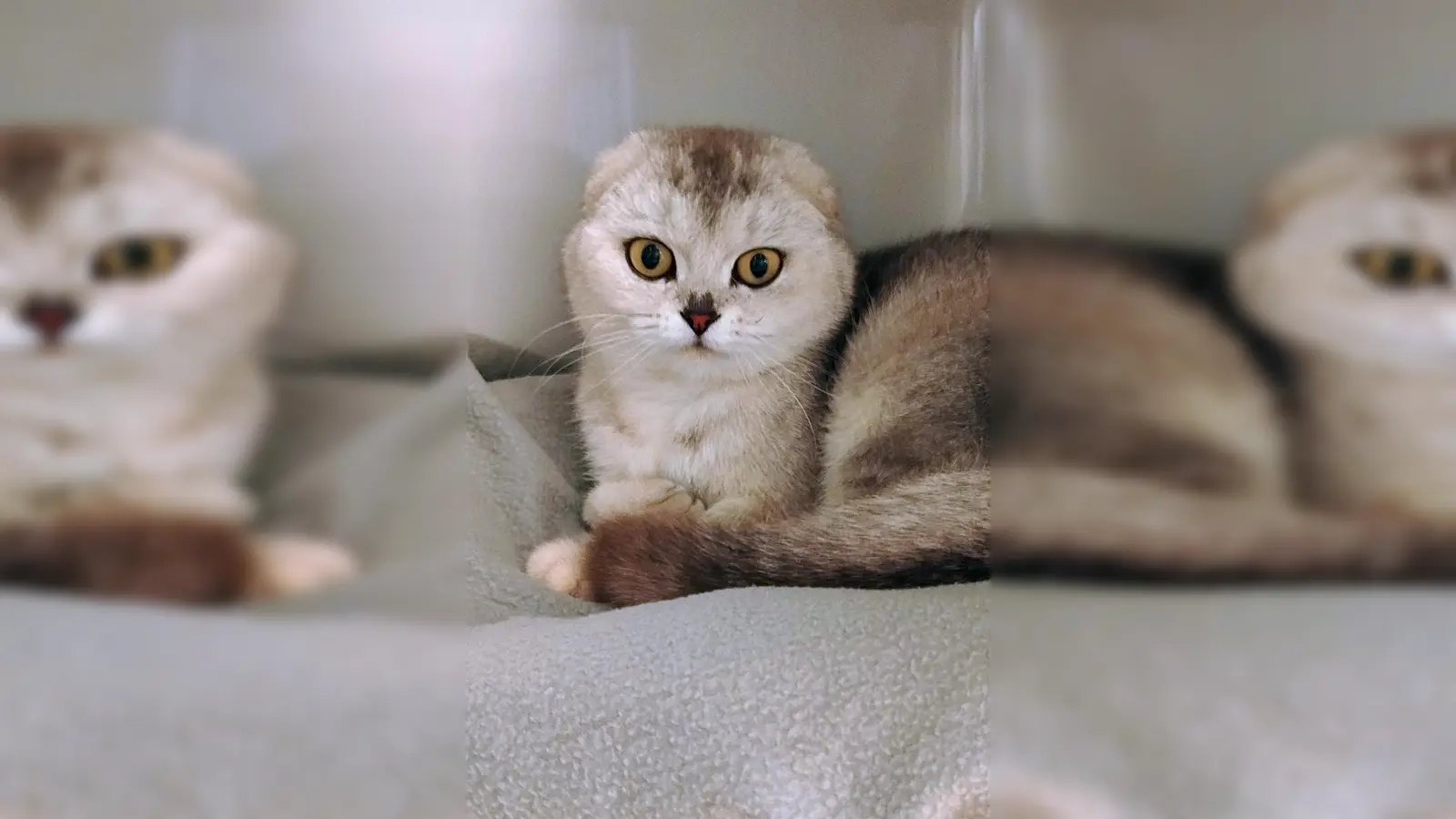 Scottish Fold Katze Valerie. (Foto: Tierheim Riem)