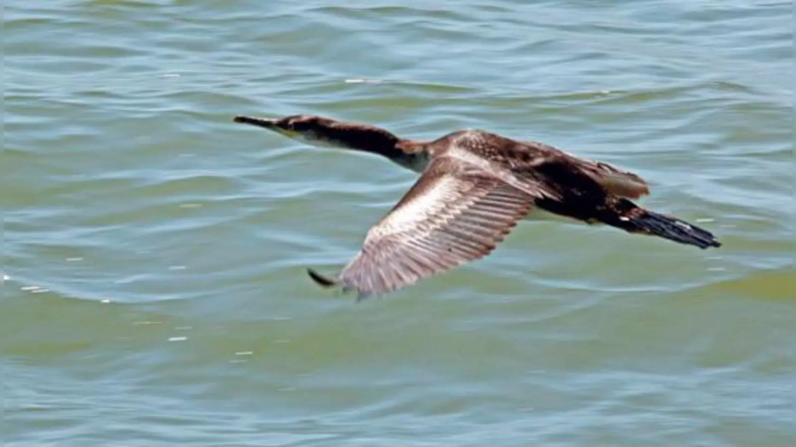 Der Kormoran ist bei Fischern nicht gerade beliebt, weil er ein Fischräuber ist. Hier hat unser Fotograf den Vogel im Flug erwischt. (Foto: kw)