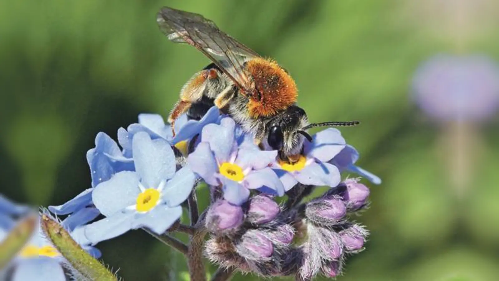 Etwa die Hälfte der 560 Wildbienenarten in Deutschland ist vom Aussterben bedroht.	 (Foto: Hans-Jürgen Sessner)